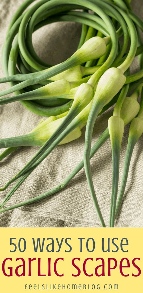 What To Do With Garlic, Garlic Scapes Recipes, Scapes Recipes, Freezing Garlic, Garlic Shoots, How To Cook Garlic, Garlic Garden, Spring Garlic, Garlic Scape Pesto