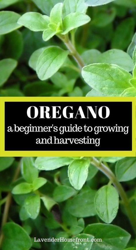 Growing Oregano, Oregano Plant, Preserving Herbs, Medicinal Herbs Garden, Herb Garden In Kitchen, Harvesting Herbs, Grow Taller, Indoor Herb Garden, Herbs Indoors