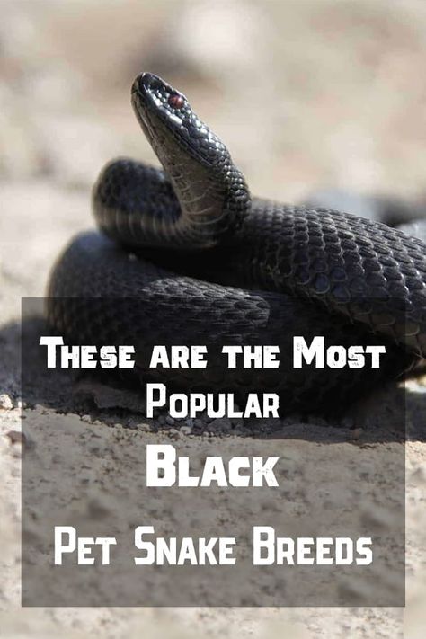 Here are the most popular black snake breeds that many people love to have as a pet. #pet #snakes #blacksnake Snake Breeding, Black Rat Snake, Snake Breeds, Snake Pet, Rosy Boa, Pet Snakes, Snake Facts, Black Rat, Rat Snake