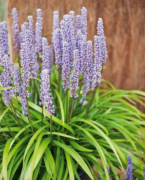 Mostly grown for its attractive foliage, Liriope muscari 'Ingwersen' (Lily Turf) is an evergreen tuberous perennial forming a dense clump of narrow, arching, dark green, strappy leaves. Blooming in late summer, erect spikes of thickly clustered, small lavender flowers appear above the leaves. They resemble grape hyacinth (Muscari), hence the Latin name. Hardy and compact, Lily Turf is a popular, alluring plant, particularly handsome when grown in large swaths or undulating rivers. Liriope muscar Grass Substitute, Lily Turf, Liriope Muscari, Autumn Fern, Grape Hyacinth, Edging Plants, Purple Lily, Rabbit Garden, Tropical Nursery