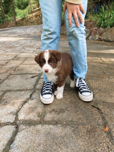 Brown Border Collie Puppy, Brown Border Collie, Border Collie Puppy, Collie Puppy, Brown Border, Brown Puppies, Border Collie Mix, Border Collie Puppies, Collie Puppies