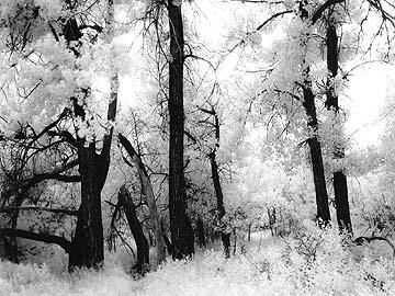 Infrared Photography, Part 1: Debunking Myths Infrared Photography Landscapes, Infrared Film Photography, Infrared Photography Black And White, Infrared Photography, Popular Magazine, Black And White Film, Photo Magazine, Photography Techniques, Black And White Photography