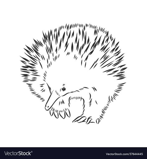 Porcupine Tattoo Ideas, Porcupine Drawing Easy, Porcupine Drawing, Porcupine Embroidery, Echidna Illustration, Line Art Vector, Vector Sketch, Adobe Illustrator, Line Art