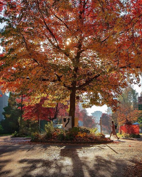 VANCOUVER 🇨🇦Michael Thornquist on Instagram: “🍂 Fabulous Fall 🍂 The morning sun accentuates the autumn colours in the West End of Vancity. A couple of bird houses hang from a limb on…” Autumn Colours, Explore Canada, Vancouver British Columbia, October 21, Fabulous Fall, British Columbia Canada, Morning Sun, Vancouver Canada, West End