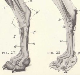 eba64f54a8bceba8de08eb867524f18a Wolf Anatomy, Canine Anatomy, Wolf Reference, Anatomy Images, Foot Anatomy, Skeleton Anatomy, Dog Wolf, Dog Anatomy, Dog Skeleton