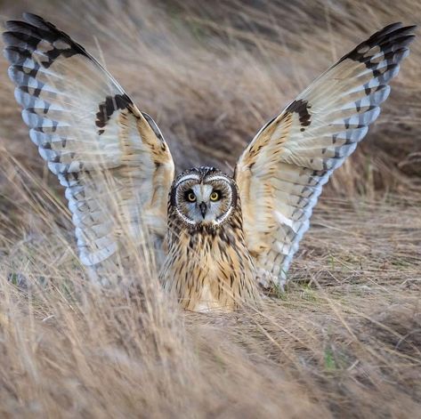 Owl Facts, Owl Baby Shower Theme, Owl Wings, Short Eared Owl, Owl Photography, Owl Wall Art, Touch Down, Owl Baby Shower, Owls Drawing