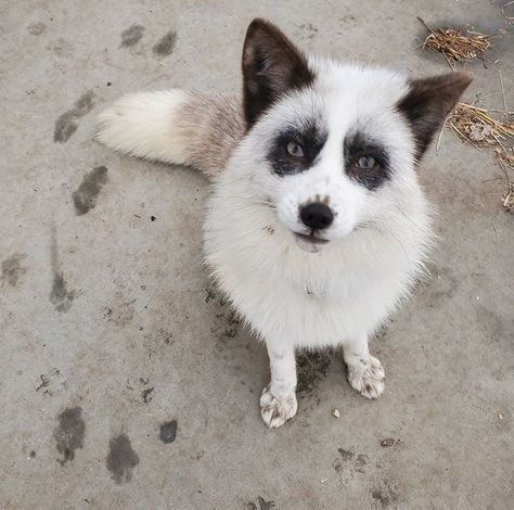 Marble Fox Photography, Fox Pfp, Fox Photography, Foxes Photography, Mask Ideas, Pet Fox, Wild Dogs, Animals Beautiful, Animal Pictures