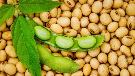 Myths about soy you can stop believing Cholesterol Lowering Foods, Soya Bean, Lower Your Cholesterol, Soy Products, Nutritious Diet, Vegetable Protein, Soy Protein, Soy Milk, Cardiovascular Disease