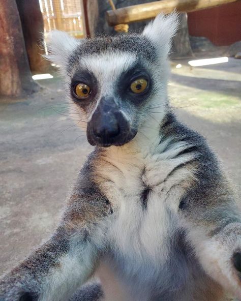 Ring Tail Lemur, Lemur Fursona, Lemur Aesthetic, Ringtail Lemur, Baby Lemur, Ring Tailed Lemur, Wildlife Biologist, Animal Antics, Pretty Animals