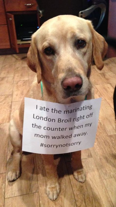 London Lab Dog Shaming Funny, Funny Labs, Pet Shaming, Funniest Animals, Yellow Labs, Labrador Puppies, Animal Shaming, Glass Pan, Chocolate Labrador Retriever