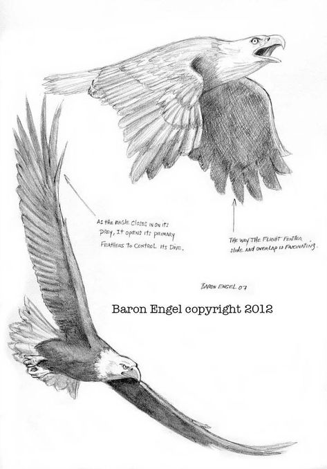 Bald Eagles 03 by Baron-Engel Egale Drawing, Drawing Wings, Eagle Sketch, Eagle Drawing, Eagle Images, Eagle In Flight, Eagle Painting, Eagle Tattoos, Eagle Art