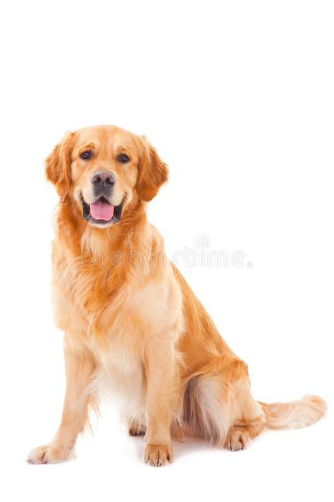 Photo about Purebred golden retriever dog sitting on white background. Image of hunting, animal, looking - 24750790 Golden Retriever Breed, Pitbull Facts, Golden Retriever Training, Golden Retriever Rescue, Golden Retriever Shirt, Golden Retriever Puppy, Pembroke Welsh Corgi, Retriever Puppy, Dogs Golden Retriever