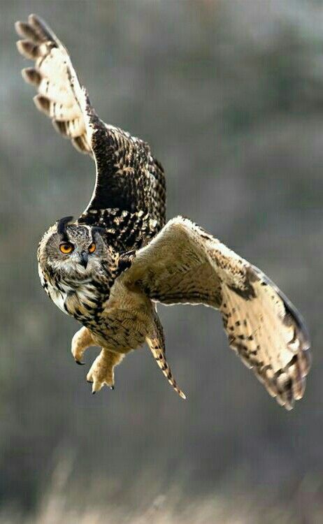 Great Horned Owl in flight. Feathered Wings, Animal Inspiration, Owl Photography, Nocturnal Birds, Reference Pics, Owl Photos, Ohara Koson, Animal References, Your Spirit Animal