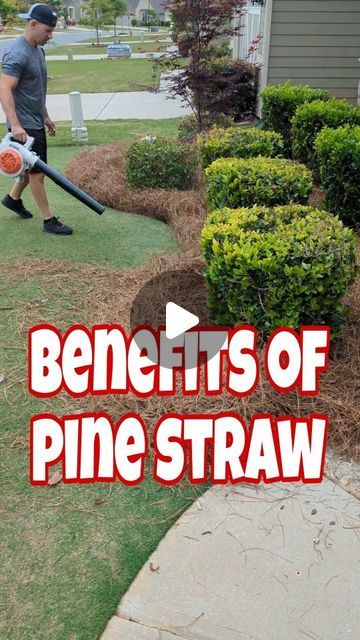 Elite Turf Care | 5 benefits of using pine straw⤵️

1️⃣ Improves soil: pine straw is excellent at helping the soil retain moisture. But at the same... | Instagram Pine Straw Landscaping, Landscape Edging, Foot Print, Soil Improvement, Low Carbon, The Soil, Ground Cover, Lawn And Garden, Mulch