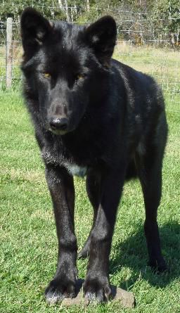 Black phase High content wolfdog Mid Content Wolfdog, Wolfdog Black, Black Wolfdog, Black Wolf Dog, Czechoslovakian Wolfdog, Wolf Dogs, Werewolf Aesthetic, Animal Doctor, Wolf Stuff