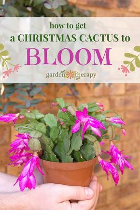 Christmas Cactus Care, Christmas Cactus Plant, Easter Cactus, Thanksgiving Cactus, Holiday Cactus, Flowering Succulents, Cactus Care, Inside Plants, Patio Plants