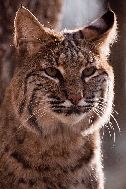 Bobcat Pictures, Bob Cats, Bob Cat, Small Wild Cats, Gato Grande, Exotic Cats, Cat Family, Large Cats, Cat Aesthetic