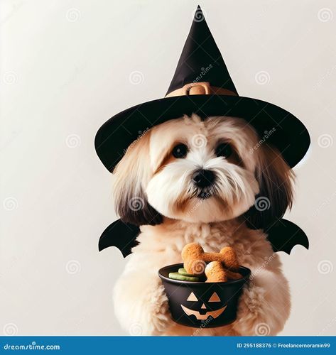 Cute dog in Halloween witch hat and bat costume with cookies and candy, fun trick or treat Trick Or Treat Illustration, Candy Pumpkin, Cookies And Candy, Bat Costume, Samhain Halloween, Black Candy, Halloween Witch Hat, Best Candy, Dog Costumes