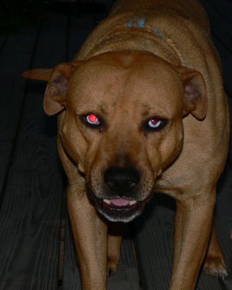 Teeth Aesthetic, Aggressive Animals, Demon Dog, Aesthetic Blog, Angry Dog, Scary Dogs, Purebred Dogs, Aggressive Dog, Feral Cats