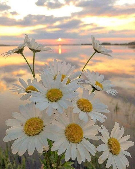 Nature Photography Flowers, Daisy Wallpaper, Image Nature, Nothing But Flowers, Beautiful Flowers Wallpapers, Flower Phone Wallpaper, Alam Semula Jadi, Nature Aesthetic, Flowers Nature