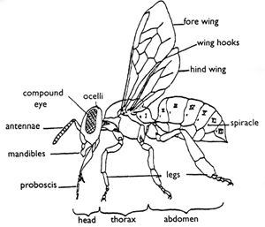 Science Fair Boards, Bee Diagram, Teen Drawing, Bee Anatomy, Honey Bee Drawing, Honey Bee Photos, Science Fair Board, Honey Bee Facts, Honey Bees Keeping