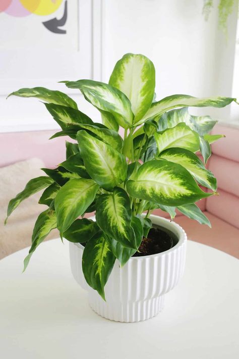 How to Grow and Care for Dieffenbachia (Dumb Cane Plant) - A Beautiful Mess Dieffenbachia Care, Dieffenbachia Houseplant, Cane Plant, A Beautiful Mess, Beautiful Mess, Plant Lady, How To Grow, Garden Ideas, House Plants