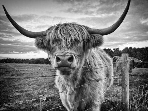 Highlands Cow, Cow Pics, Large Canvas Artwork, Cow Art Print, Cow Wallpaper, Scottish Cow, Highland Cow Art, Highland Cow Canvas, Scottish Highland Cow