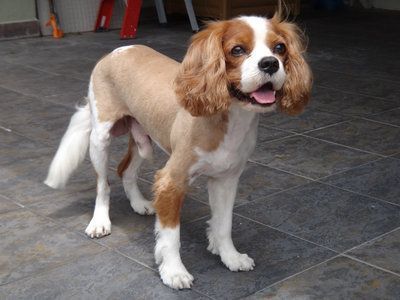 Should we shave our dog to help keep her cool? Cavalier King Charles Spaniel Puppy, Charles Spaniel Puppy, King Charles Spaniel Puppy, Summer Haircut, Cavalier King Charles Spaniel Tricolor, Puppy Mix, Spaniel Breeds, Cavalier King Charles Dog, King Charles Dog