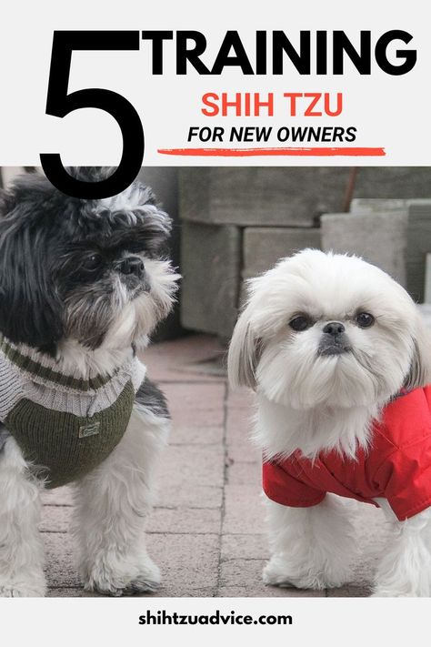 Top 5 Shih Tzu Training Tips for New Owners Shih Tzu Puppy Training, Shih Tzu Training, Brushing Dogs Teeth, Shih Tzu Grooming, Dog Advice, Shih Tzu Puppy, Shih Tzus, Dog Teeth, Puppy Training