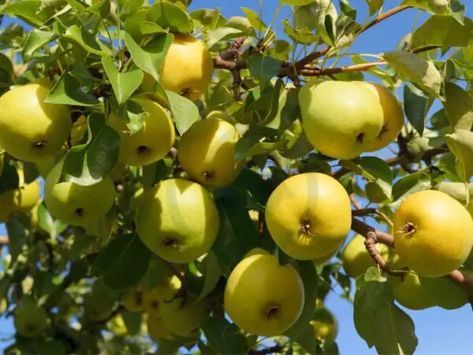 When To Spray Pear Trees: Complete Guide For Effective Pest Control Codling Moth, Integrated Pest Management, Bug Off, Tree Growth, Overwintering, Pest Management, Pear Trees, Pear Tree, Neem Oil