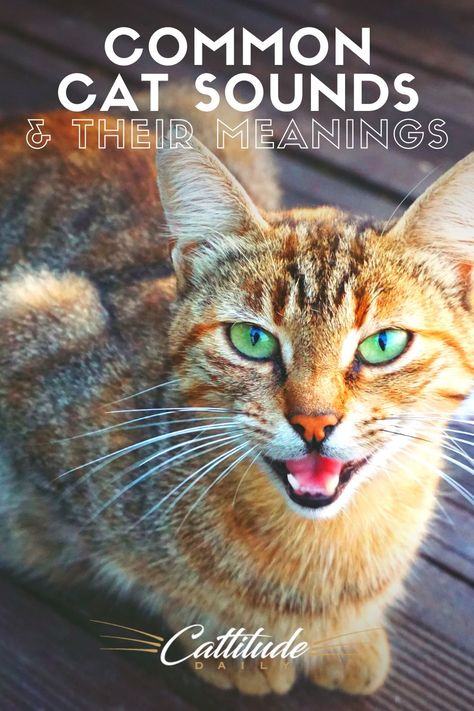 Cats love to communicate! They have a wide range of sounds to try and speak to you! Find out the most common sounds your cat makes and what they mean! Cat Sounds Meaning, Cat Sounds, Antique Knowledge, Cat Language, Rare Cats, Cat Info, Cat Call, Mother Cat, What Cat