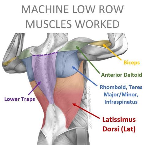 Machine Low Row Muscles Worked Lat Pulldown Muscles Worked, Resistance Band Back Exercises, Back Cable Workout, Lat Workout, Benefits Of Squats, Hypertrophy Training, Back Day Workout, Back Exercise, Upper Back Muscles