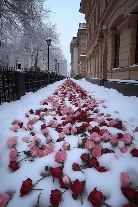 Snow Rose, Pretty Flowers Pictures, Frozen Rose, Snow Flower, Favorite Flower, Flower Therapy, Flower Food, Winter Wallpaper, Beautiful Nature Wallpaper