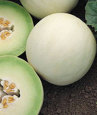 Melon, Super Dew Hybrid (Honey Dew) Prosciutto Melon, Honeydew Green, Pretty Fruit, Watermelon Girl, Honey Dew, Honeydew Melon, Green Fruit, Vegetable Seeds, Fruit Plants