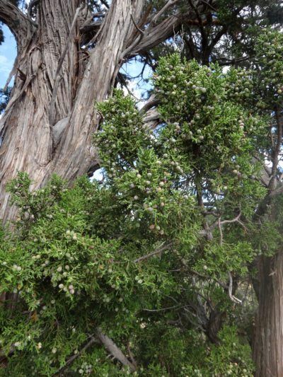 Atlantic White Cedar Info - How To Grow Atlantic White Cedar Trees Small Rustic Bathrooms, Planting Seeds Indoors, Northern White Cedar, Dream Yard, White Cedar, Cedar Trees, Cold Frame, Native Garden, Evergreen Trees