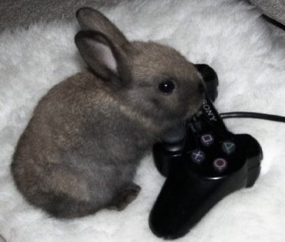 Cute Bunny Pictures, Bunny Pictures, Pet Bunny, Mia 3, Funny Bunnies, Silly Animals, Baby Bunnies, Cute Little Animals