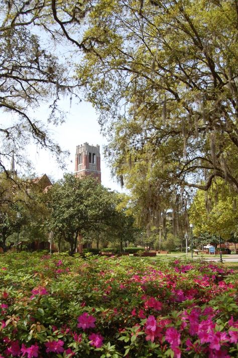 Gainesville Florida Aesthetic, Plant City Florida, End Of Beginning, Florida Vibes, Florida Bucket List, Bus Wrap, Southern United States, Chomp Chomp, Usa Florida