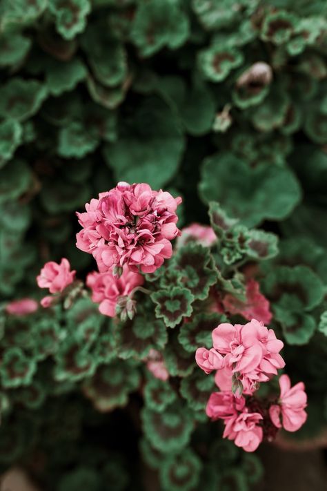 Geranium Aesthetic, Flower Image, Garden Of Earthly Delights, Beautiful Flowers Photography, Photography Flowers, Dark Flowers, Flowers Beautiful, African Violets, Flower Plant