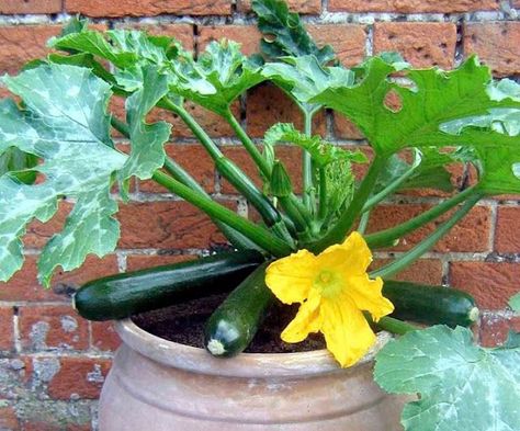 Growing Courgettes, Grow Zucchini, How To Harvest Lettuce, Growing Zucchini, Pinterest Garden, Winter Vegetables, Veg Garden, Spring Vegetables, Garden Pests