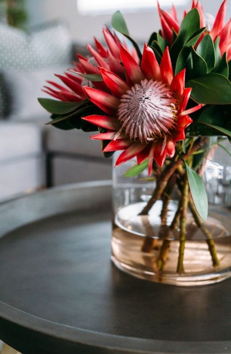 These beautiful #proteas are found in the Linhof Boutique Guest House on the oceanfront of #Paternoster. Click on the link to view more breathtaking photos! #TravelTuesday #TravelGround #WesternCape Girl Boss Wallpaper, Protea Art, Protea Bouquet, Tropical Flower Arrangements, Australian Wildflowers, Rustic Backyard, Protea Flower, Wildflower Garden, Unusual Plants