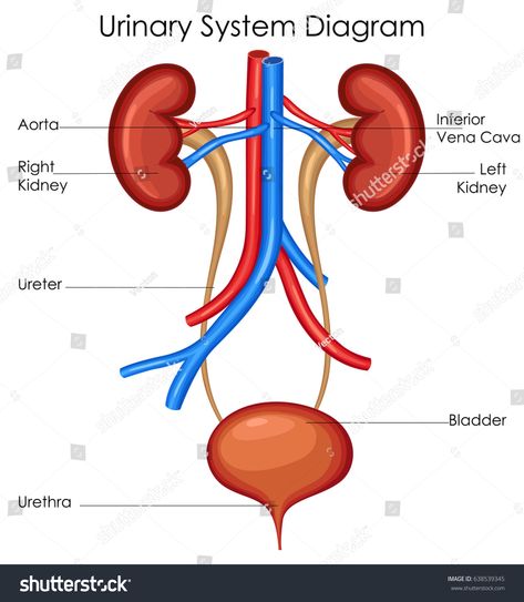 Excretory System Diagram, Education Chart, Digestive System Diagram, Human Respiratory System, Biology Diagrams, Excretory System, Urinary System, Study Biology, Tissue Types