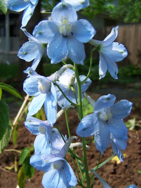 Belladonna Delphinium Belladonna Delphinium, Delphinium Flowers, Red Bank, Flower Gardens, Blue Hydrangea, Delphinium, Hydrangea, Flower Garden, Flower Girl