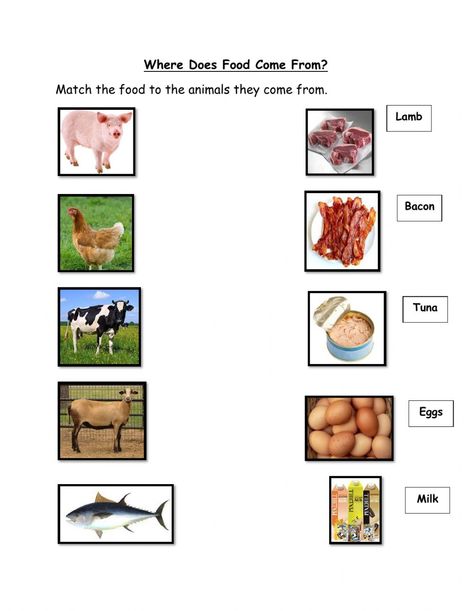 Where Does Food Come From? - Interactive worksheet Short I Worksheets, Healthy Food Activities, Nursery Worksheets, Homeschool Preschool Activities, Food Vocabulary, Animal Worksheets, Food Activities, Living Skills, Animal Cell