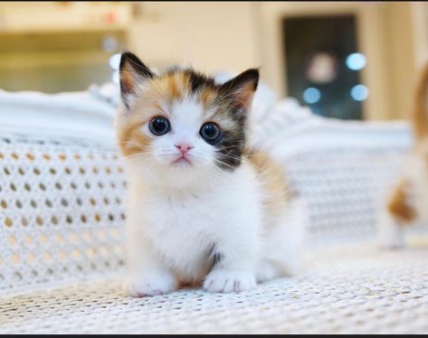 Munchkin Kittens For Sale, Munchkin Kitten, Most Popular Cat Breeds, Beautiful Kittens, Dream's Cat, Munchkin Cat, Kitten For Sale, Cats For Sale, Most Beautiful Animals