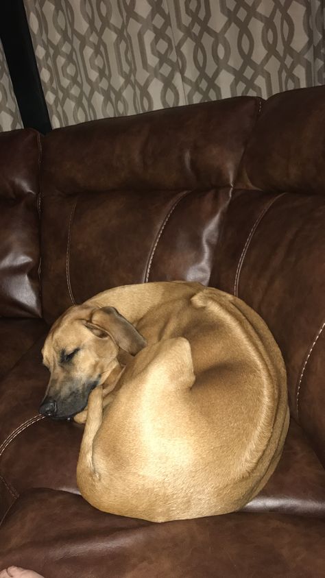 Rhodesian Ridgeback curled up on a Sofa Dogs Curled Up, Rhodesian Ridgeback, Beautiful Animals, Greyhound, I Love Dogs, Animals Beautiful, Dogs And Puppies, Cowboy Hats, Cute Animals