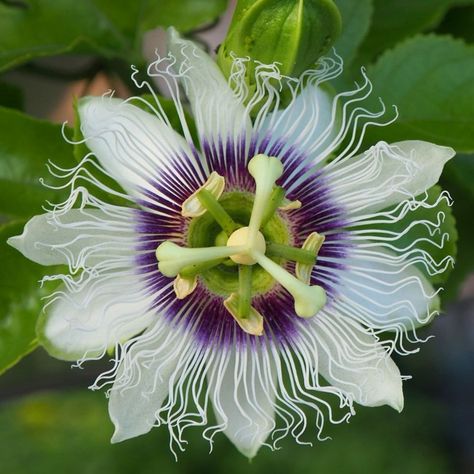 Buy edible-fruited passion flower Passiflora edulis: Delivery by Waitrose Garden Passion Fruit Flowers, Passion Flower Plant, Lilac Hydrangea, Passiflora Edulis, Fast Growing Climbers, Passion Fruit Flower, Flower Types, Passion Flowers, Large Greenhouse