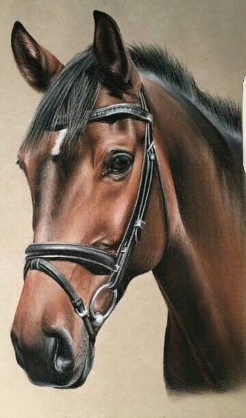 Horse captured by Chelsey Gertenbach South Africa Paint