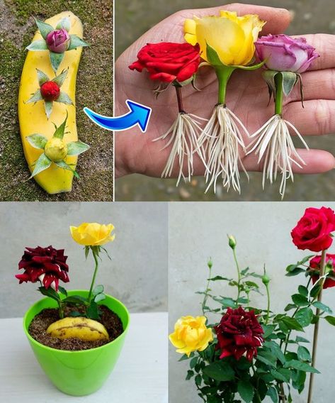 Grow Roses From Cuttings, Roses From Cuttings, Roses Growing, Candied Pineapple, Pumpkin Breakfast, Building Sand, Rose Cuttings, Growing Gardens, Gardening Hacks