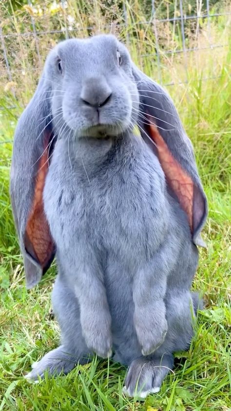 photosofbritain on Instagram: Tag a friend who needs to see this English lop bunny! ❤️ This fancy breed of domestic rabbit was developed in England in the 19th century… English Lop, Flemish Giant Rabbit, Lop Eared Bunny, Giant Rabbit, Giant Bunny, Cute Bunny Pictures, Cute Small Animals, Bunny Pictures