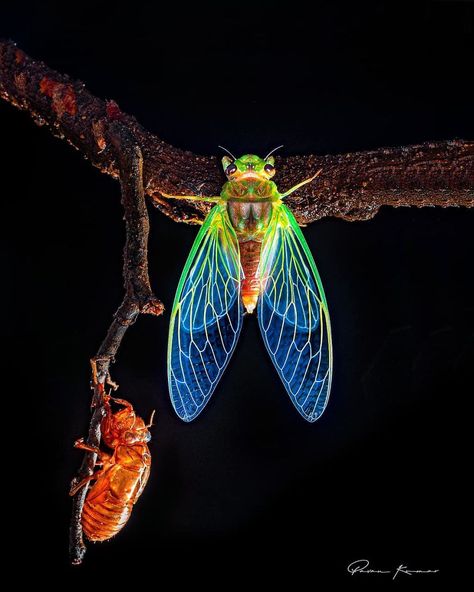 Indian Photographer Captures Colorful Spiders And Other Cute Critters In His Stunning Photographs (71 Pics) | Bored Panda Cicada Photography, Colorful Spiders, Insect Photos, Cute Critters, Door Mural, Cool Insects, Summer Family Photos, Insect Wings, Insect Photography